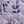 Flower Beds Purple
