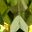 Peridot