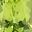 Peridot