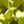 Peridot