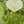 Peridot