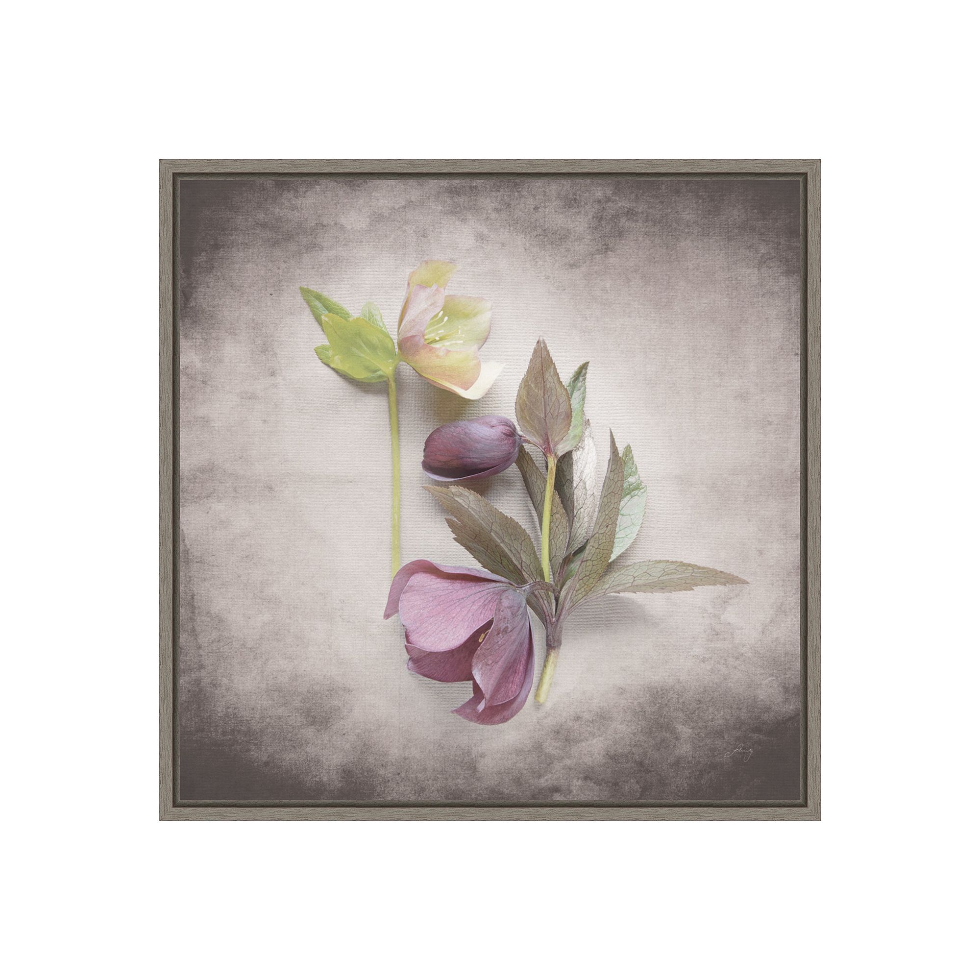Amanti Art Vintage Hellebore Study VII by Felicity Bradley, Gray