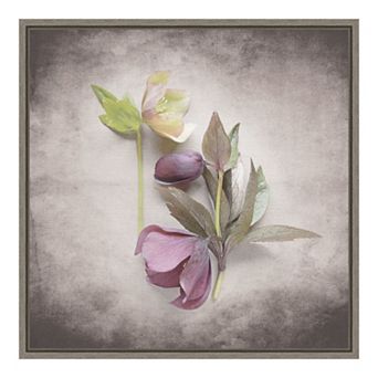 Amanti Art 'Vintage Hellebore Study VII' by Felicity Bradley