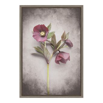 Amanti Art V-Hellebore Study V Canvas Framed Wall Art