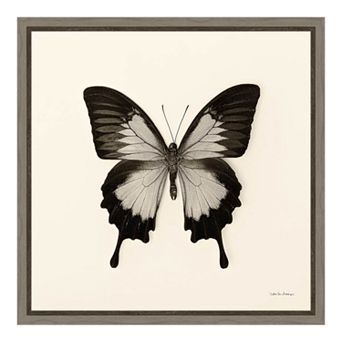 Amanti Art Butterfly III Canvas Framed Wall Art