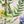 Secret Garden Wht