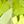 Peridot