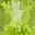 Peridot