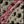 Brown Pink