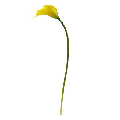 nearly natural 19.5 In. Calla Lily Artificial Flower (Set of 12)