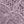 Winter Violet