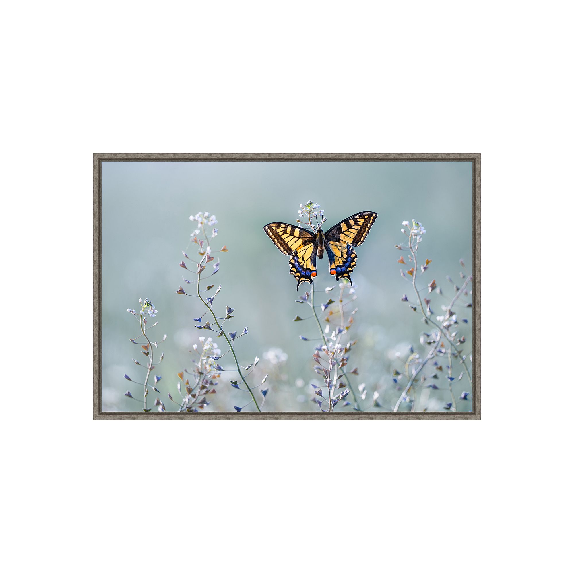 Amanti Art Swallowtail Beauty Framed Canvas Wall Art, Gray
