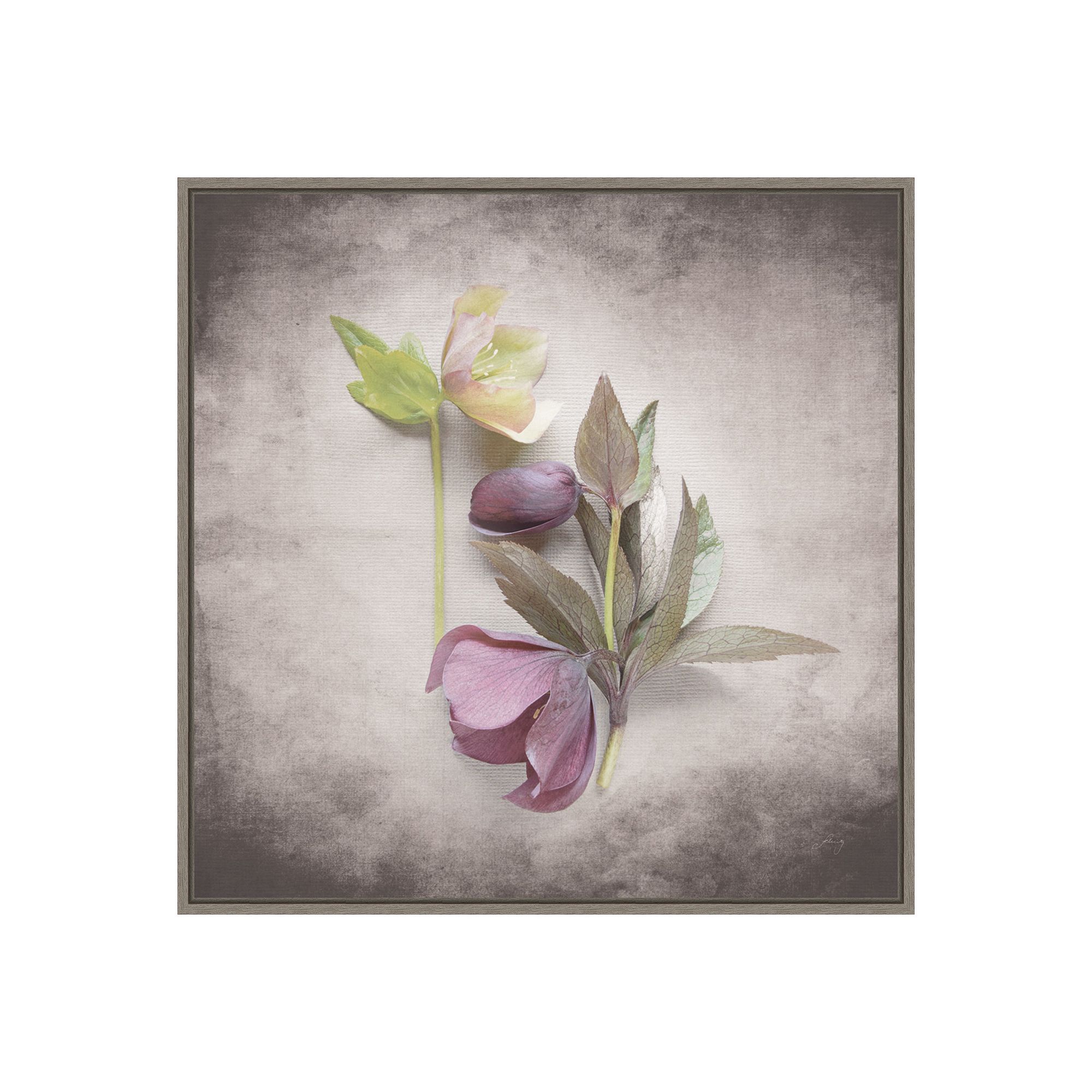 Amanti Art Vintage Hellebore Study VII Framed Canvas Wall Art, Gray