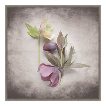 Amanti Art Vintage Hellebore Study VII Framed Canvas Wall Art
