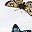 Butterflies Print