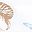 Seashells Print