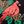 Cardinal