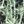 Black Green