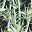 Black Green