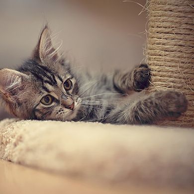 PetMaker Hammock Style Cat Tree & Scratcher