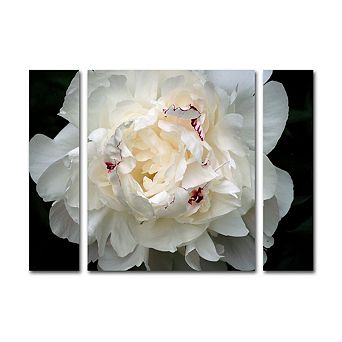 Trademark Fine Art 'Perfect Peony' Multi Panel Art Set