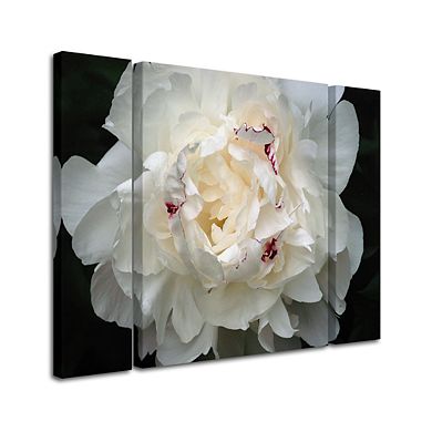 Trademark Fine Art 'Perfect Peony' Multi Panel Art Set
