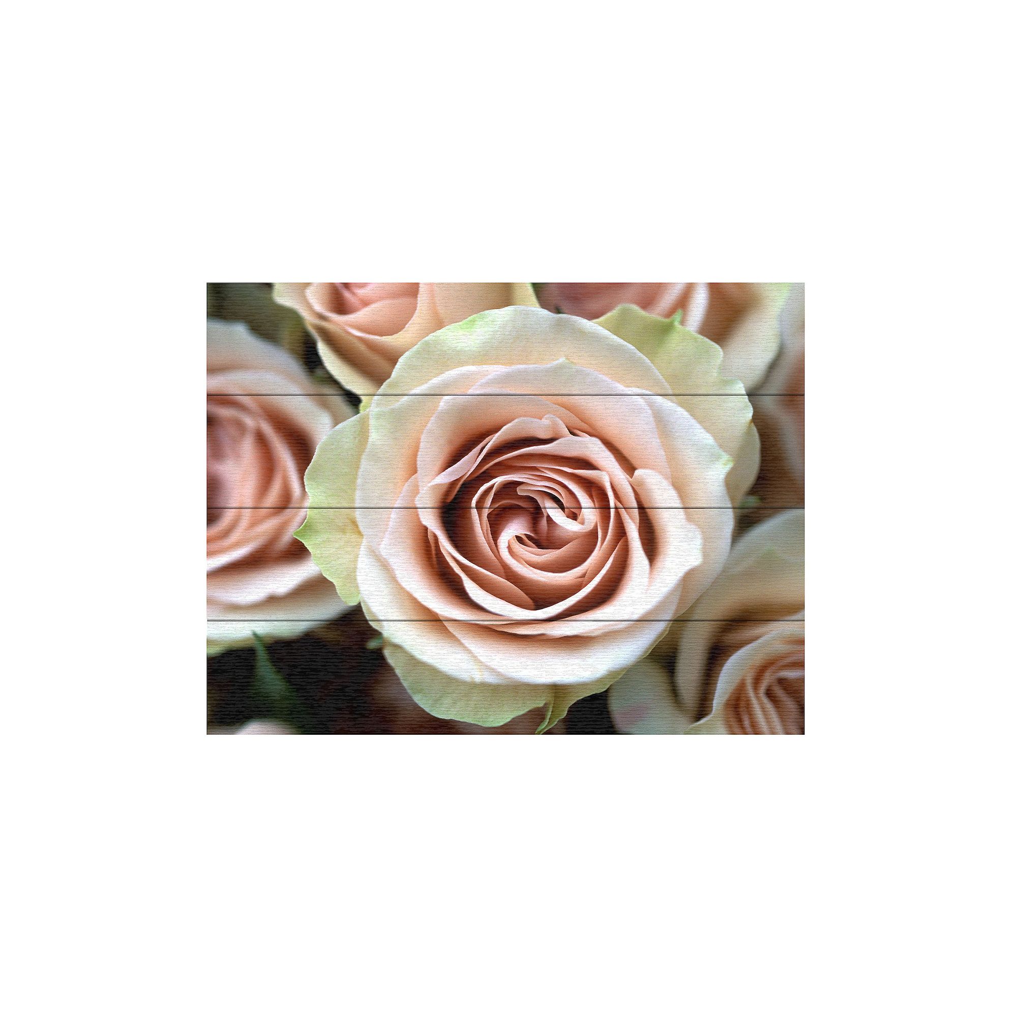 Trademark Fine Art Kathy Yates Pale Pink Roses Wood Slat Art, Multi