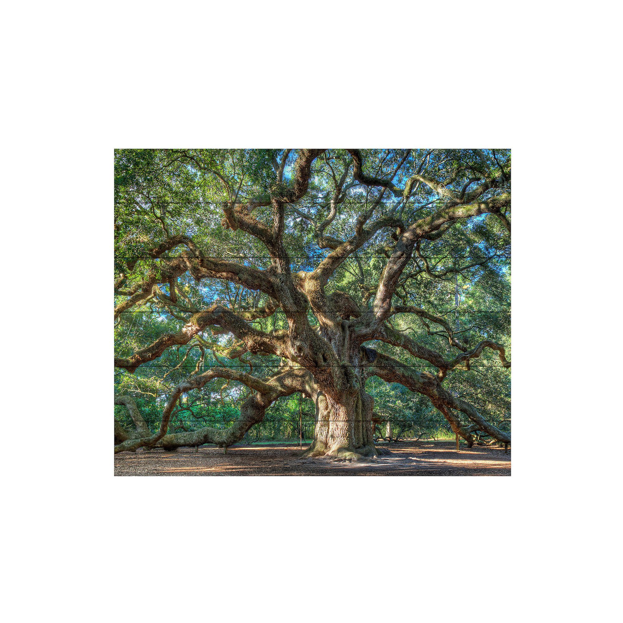 Trademark Fine Art Angel Oak Charleston Wood Slat Wall Art, Multi