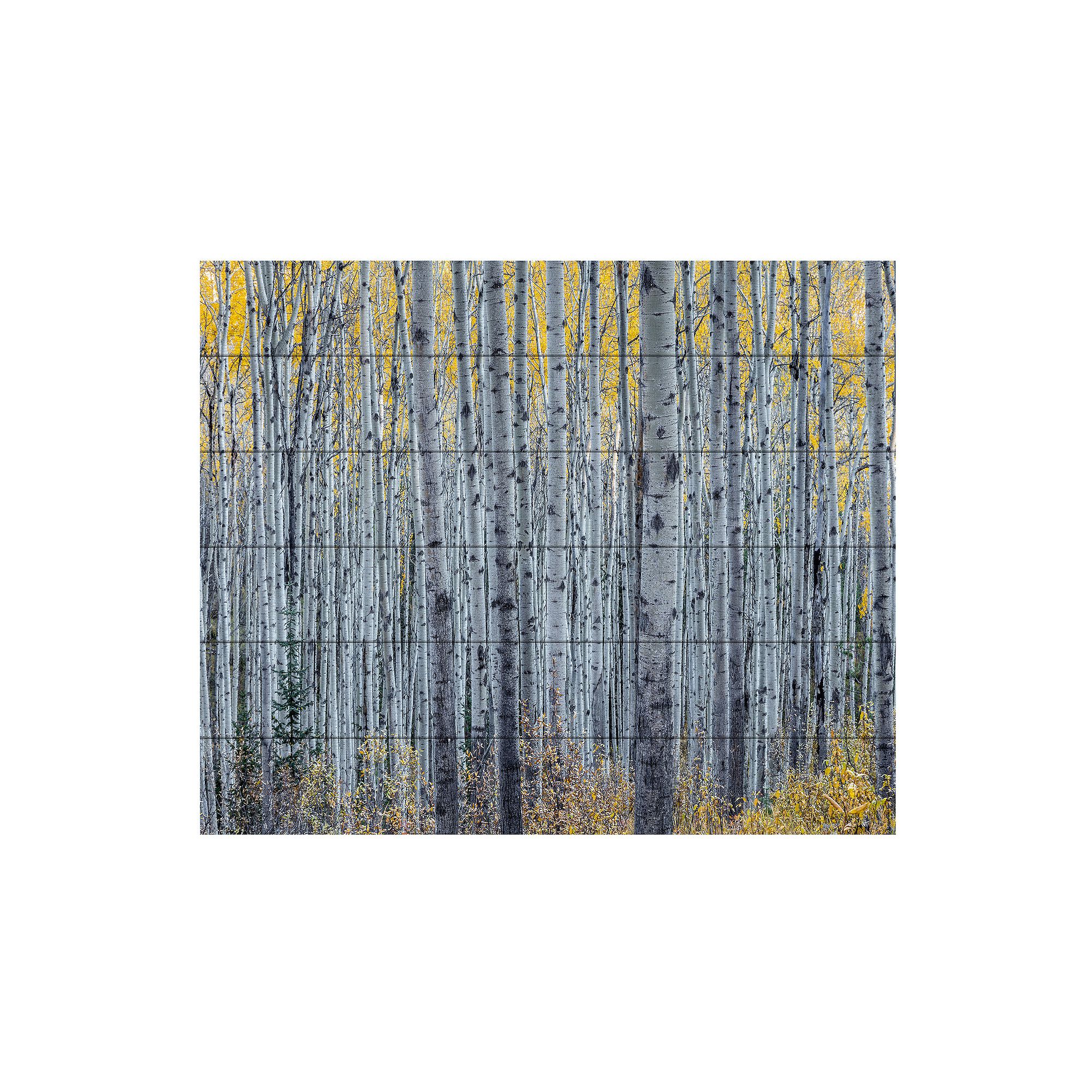 Trademark Fine Art Forest of Aspen Trees Wood Slat Wall Art, Multi