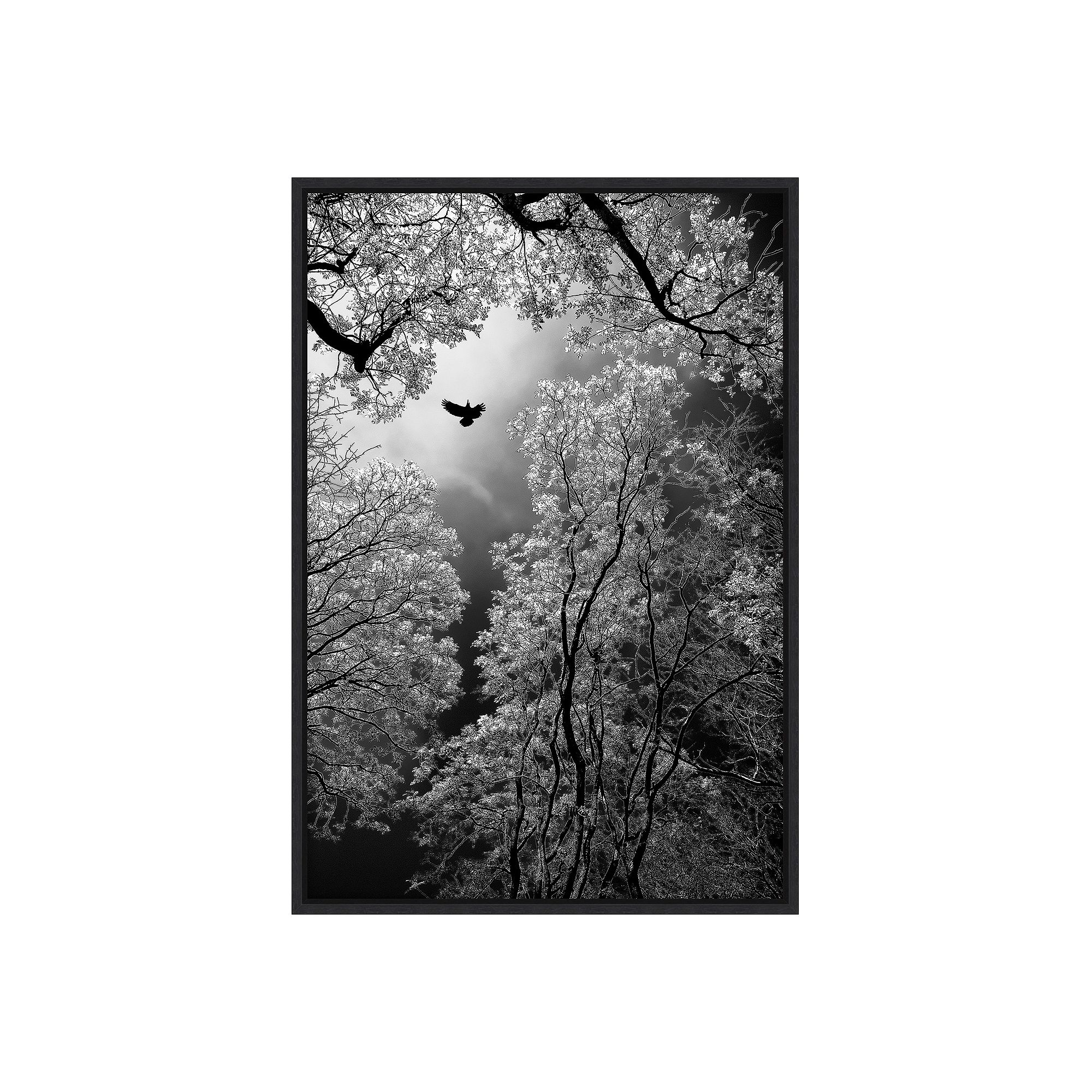 Amanti Art Flight Framed Canvas Print, Black