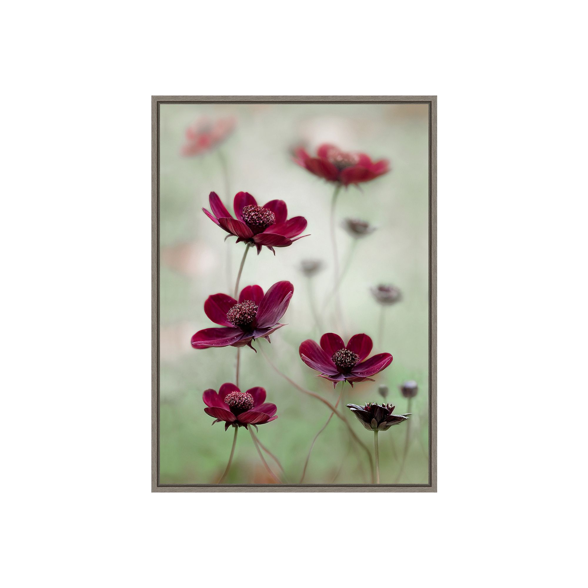 Amanti Art Cosmos Sway Framed Canvas Print, Gray