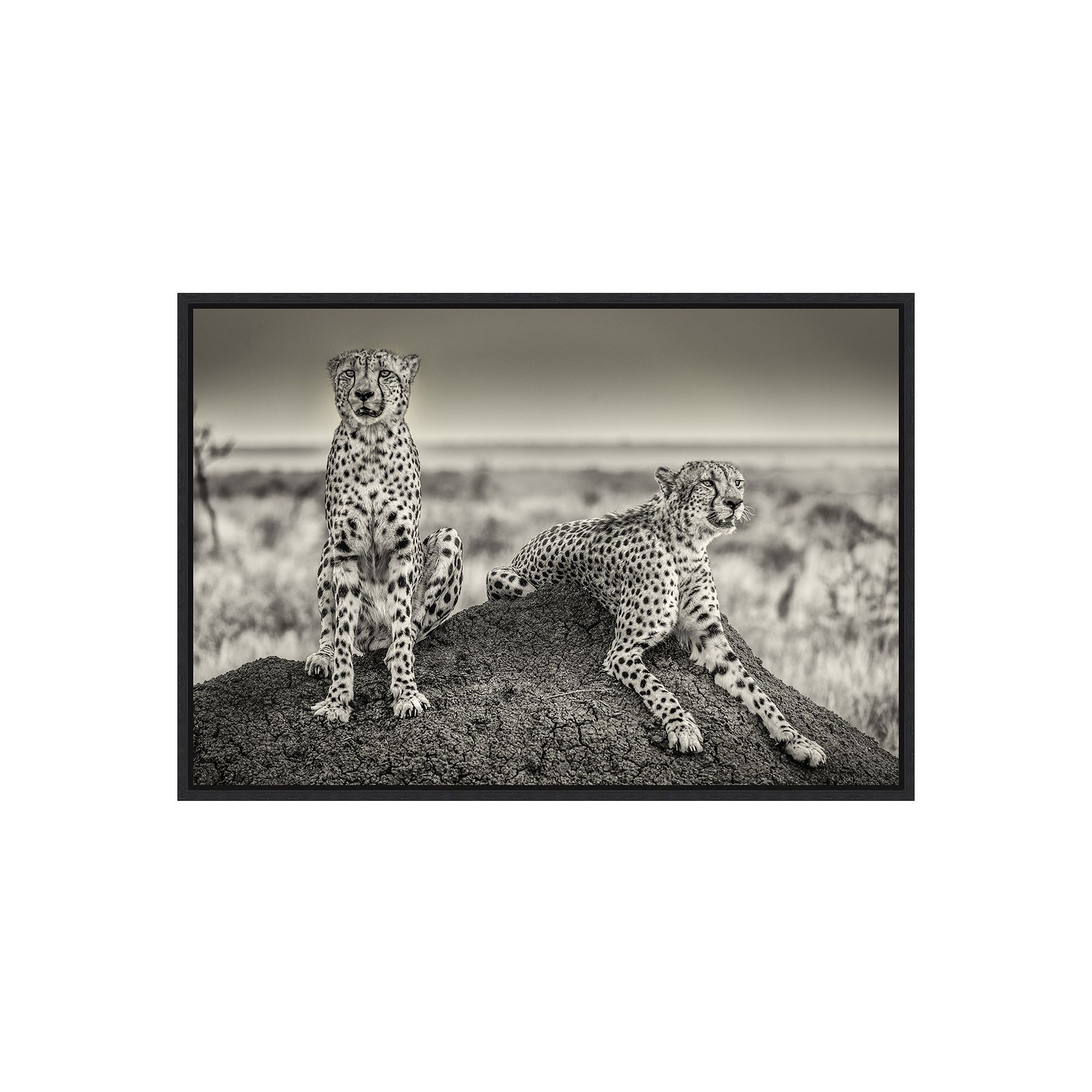 Amanti Art Two Cheetahs Watching Out Wall Art, Black