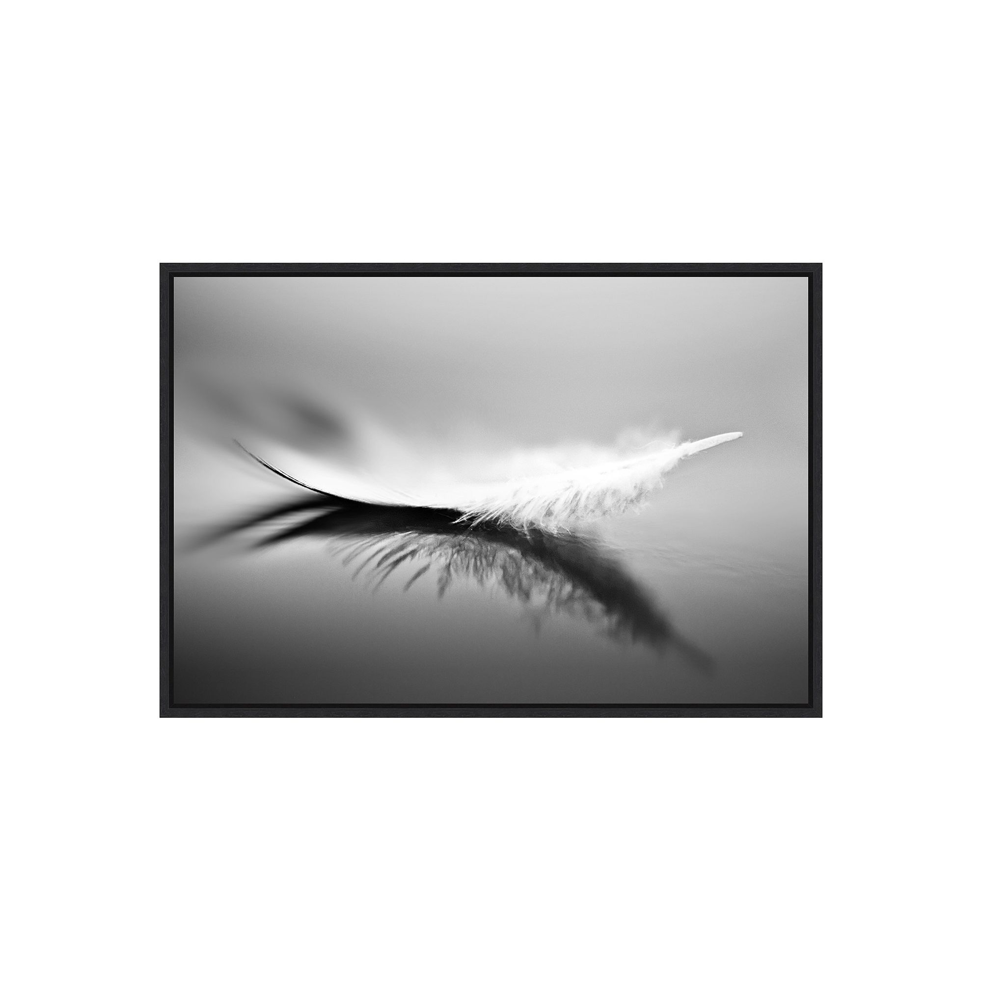 Amanti Art White Feather Wall Art, Black