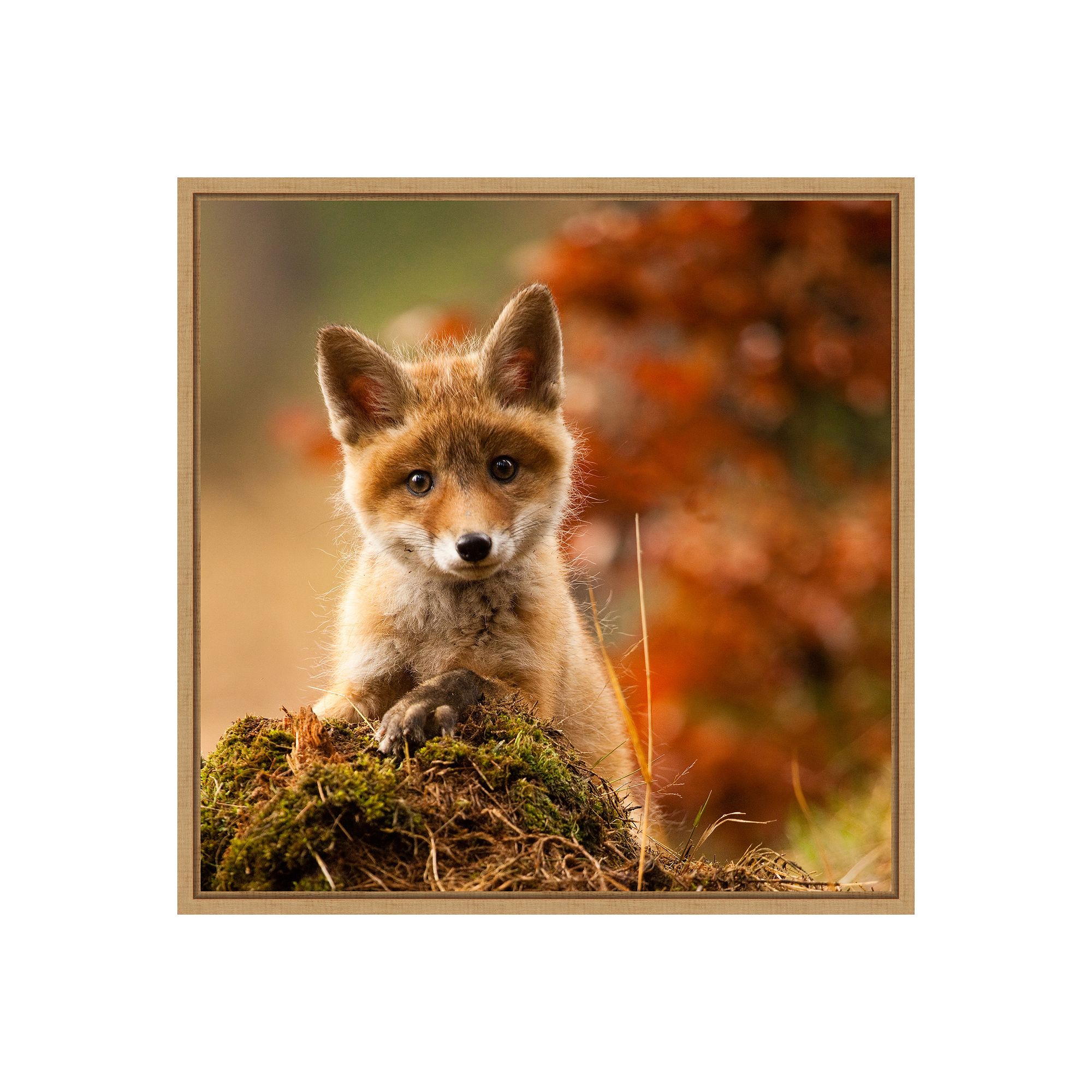 Amanti Art Fox Framed Canvas Print, Brown