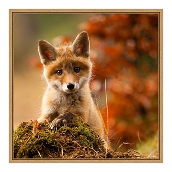 Amanti Art "Fox" Framed Canvas Print
