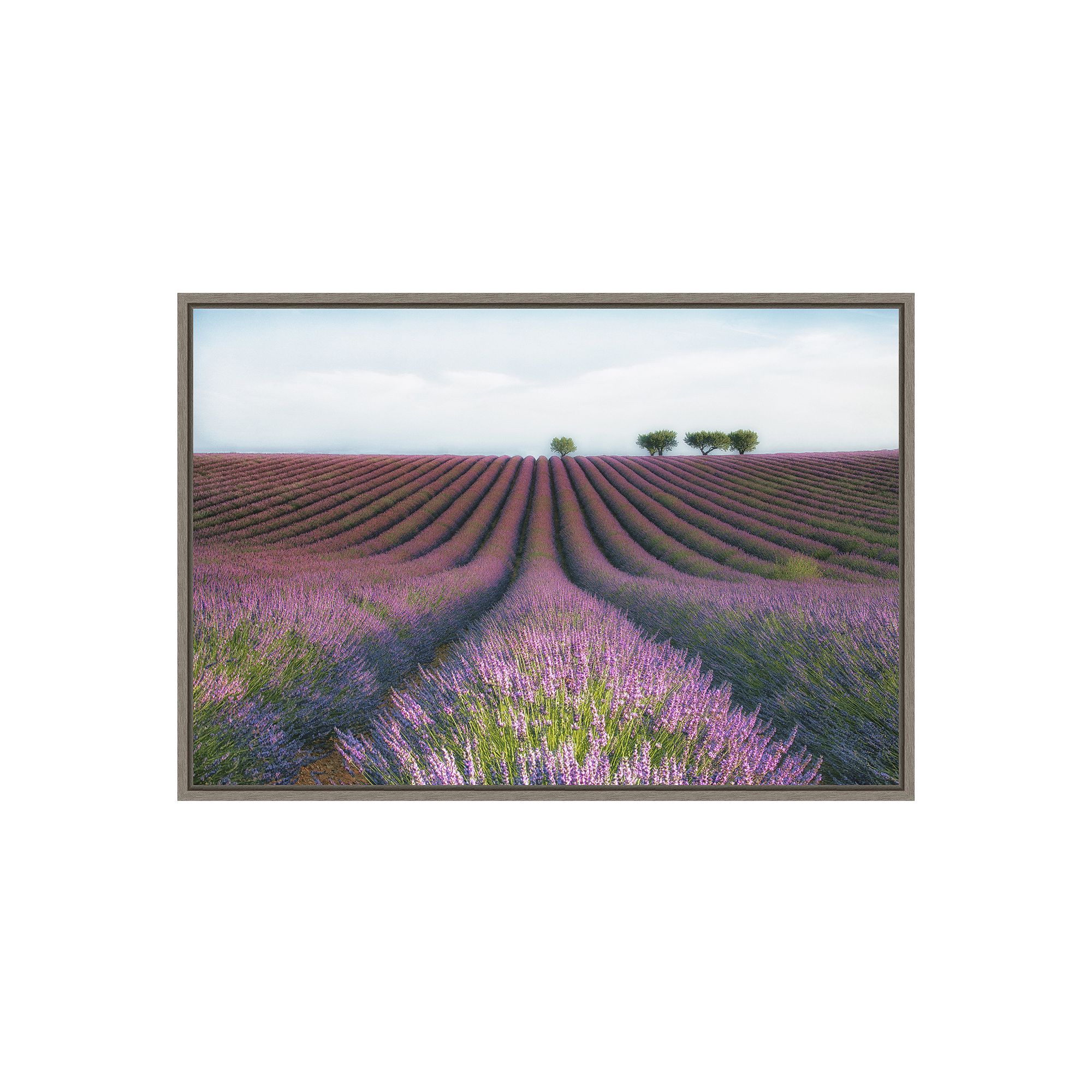 Amanti Art Velours de Lavender Framed Canvas Print, Gray