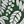 Green Palm