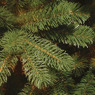 National Tree Company Newberry® Spruce Tree