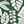Green Palm