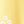 Gold White Daisy