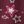 Plum Stars