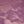Black Plum