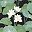 Black Green