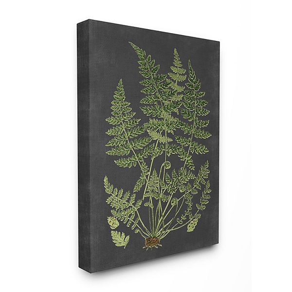 Stupell Home Decor Botanical Drawing Canvas Wall Art