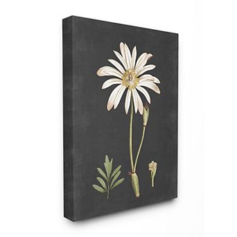 Stupell Home Decor Daisy Botanical Drawing Canvas Wall Art