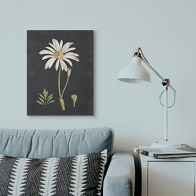 Stupell Home Decor Daisy Botanical Drawing Canvas Wall Art