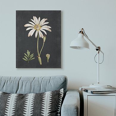 Stupell Home Decor Daisy Botanical Drawing Canvas Wall Art