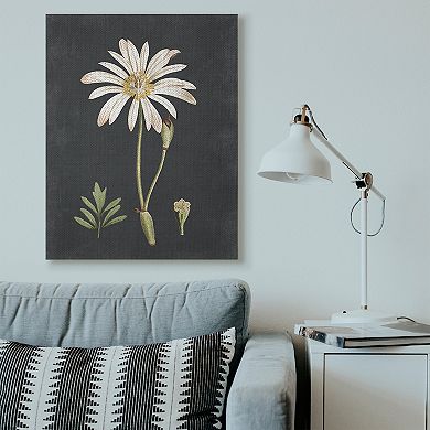 Stupell Home Decor Daisy Botanical Drawing Canvas Wall Art