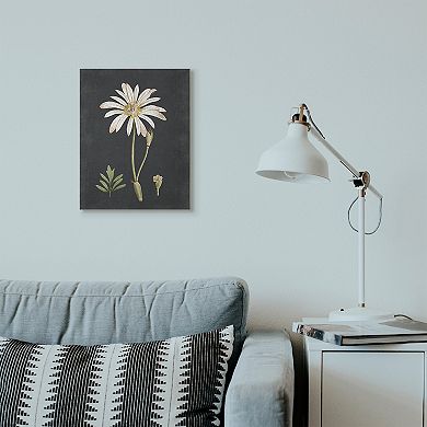 Stupell Home Decor Daisy Botanical Drawing Canvas Wall Art