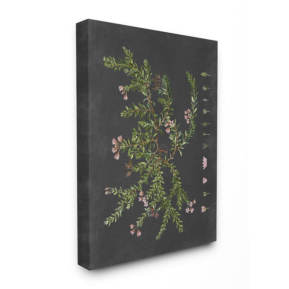Stupell Home Decor Botanical Drawing Flower Canvas Wall Art